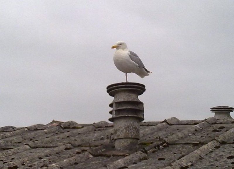 Papageientaucher auf den Shetland-Inseln ;-)