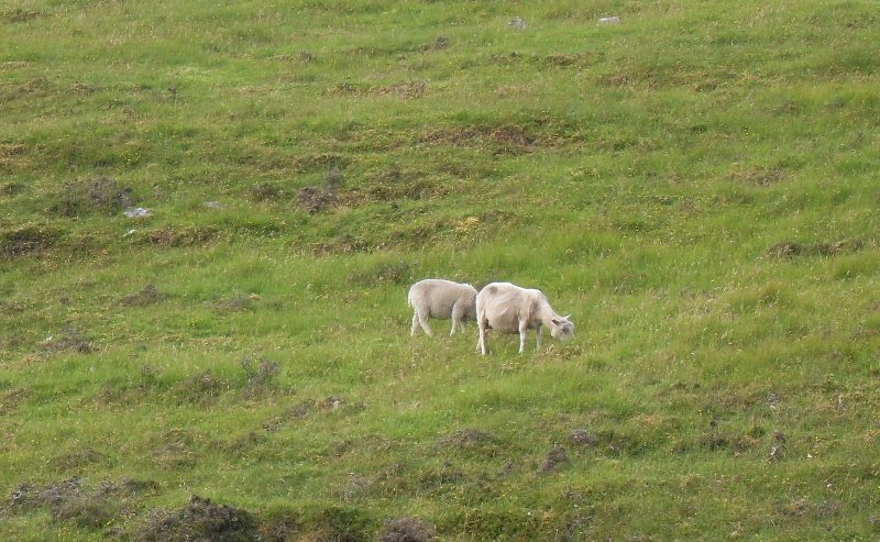 echtes Shetland-Pony auf den Shetland-Inseln ;-)