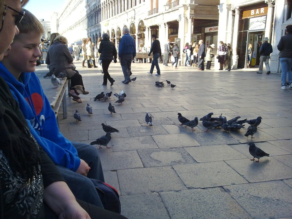 Tauben auf dem Markusplatz