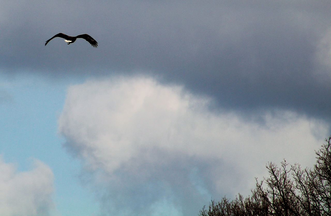 Seeadler